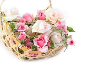 Beautiful roses in basket isolated.
