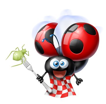 coccinella mangia afidi