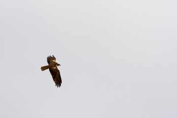 Marsh Harrier