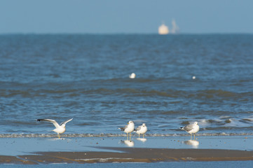 Lesser Black-backed Gull
