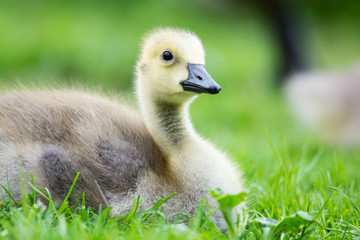 Young goose