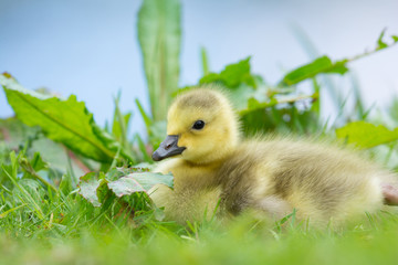 Little baby goose