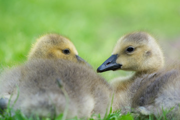 Young gooses laying in grass