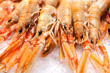 fresh crabs - shrimps