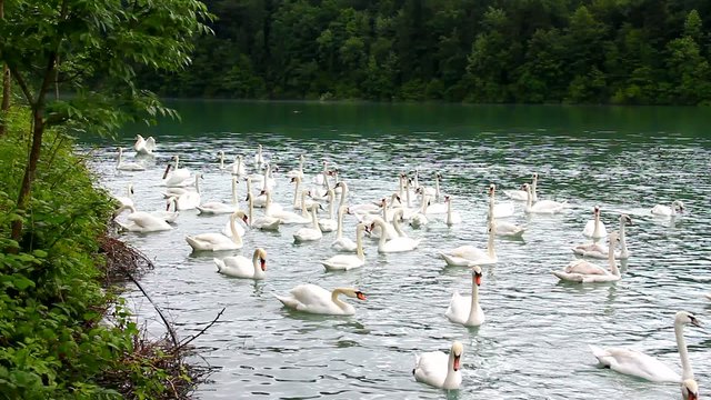 Swans on the lake.