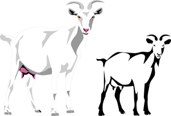 white goat