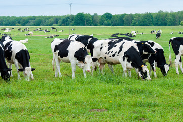 Fototapeta premium herd of cows on the pasture