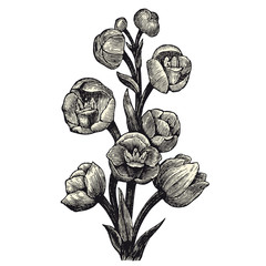 Naklejka premium Orchid (Peristeria Elata)
