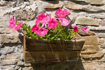 Fototapeta na wymiar Flowers in flowerpot on wall