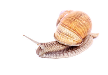 Snail isolated