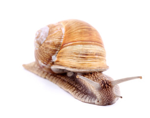 Burgundy snail (Helix  Pomatia) isolated over white