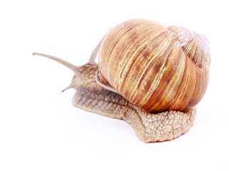 Snail isolated over white