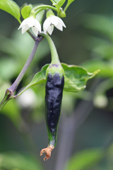 PFLANZEN_1508_Chili
