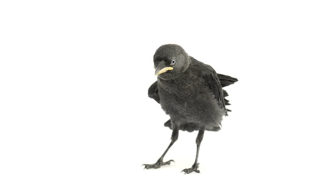 Western Jackdaw standing on white background