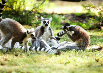 Cute lemur kata living in a group