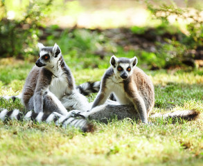 Cute lemur kata living in a group