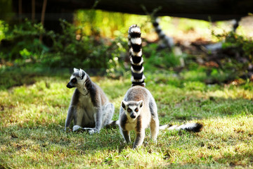 Cute lemur kata living in a group