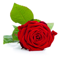 Rote Rose isoliert vor weißem Hintergrund
