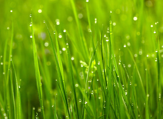 Fototapeta na wymiar Zielona trawa z waterdrops