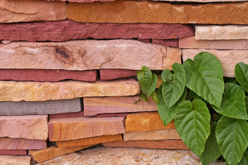 stone wall texture with the green leaf in the garden