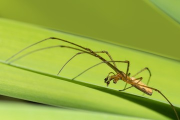 Macro photo of orb weaver spider on a green iris leaf