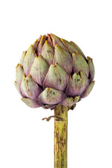 Obraz premium Artischocke stehend - Artichoke standing