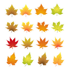autumn leaves vector