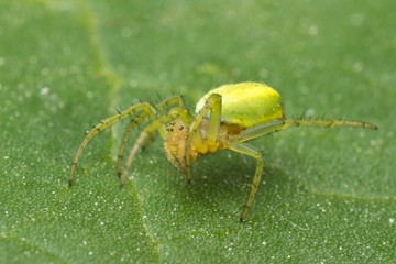 Macro photo of a green orb spider on a rhubarb leaf