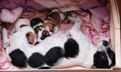 chienne jack russel terrier et sa portée