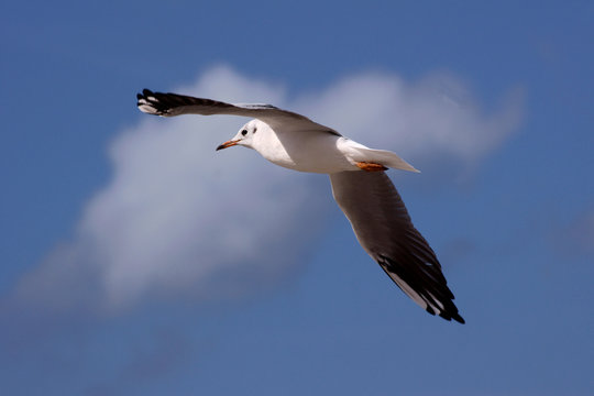 seagull in the fly, Poland, Baltic