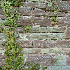 Obraz premium Aged stone wall with plants growing on top