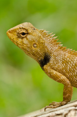 Dragon lizard