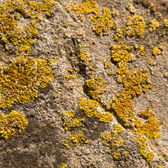 Moos stone texture or background