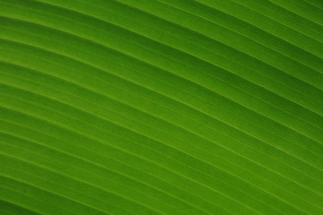Green pattern of  bananaleaf