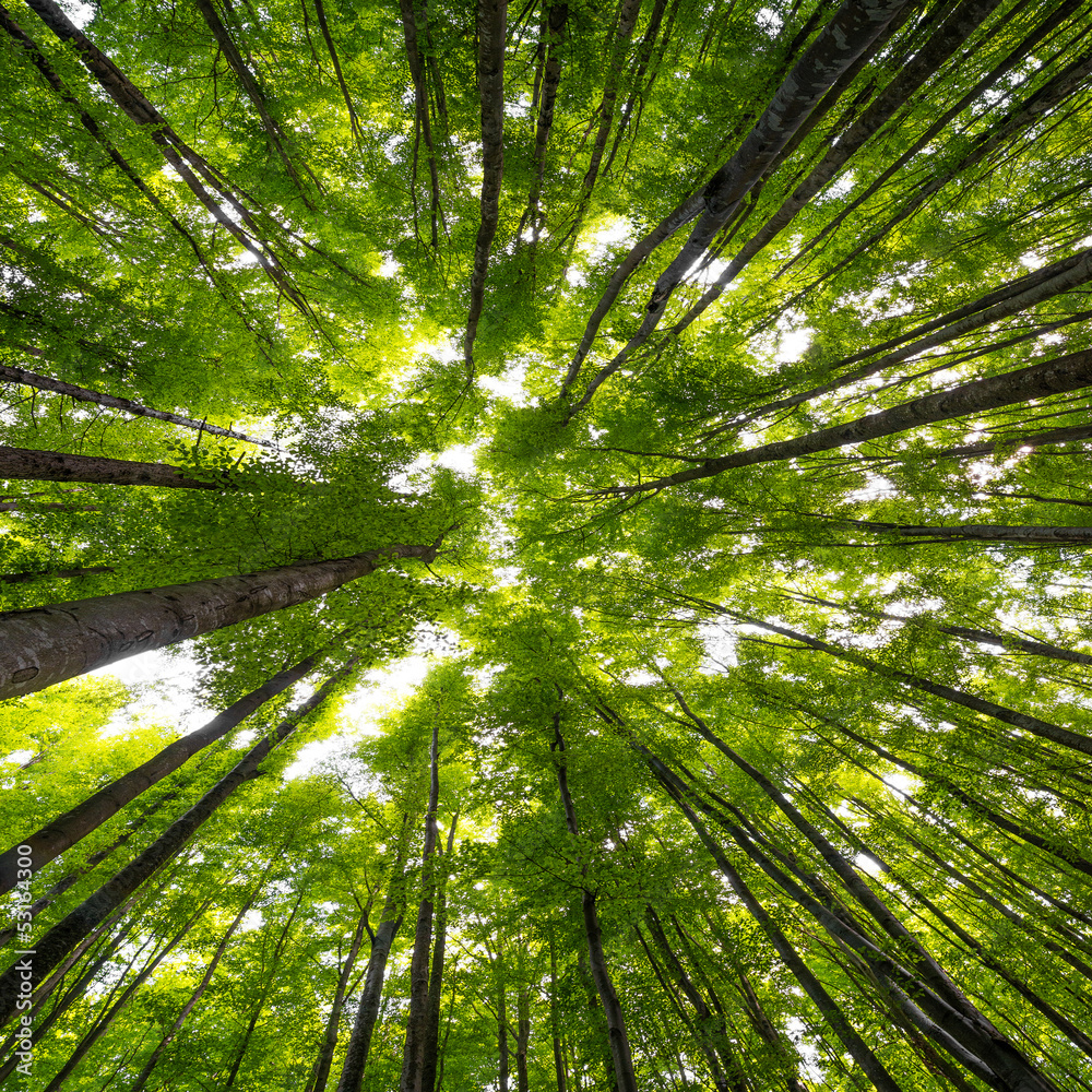 Poster big beech trees in spring time
