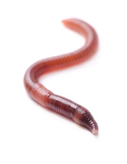 Earthworm