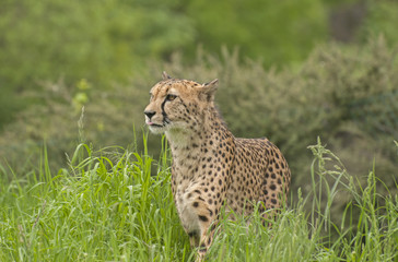 Cheetah