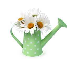 Chamomile flowers in watering pot isolated. © rvika