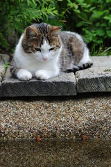 Die Suche nach dem Fisch