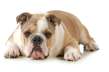 english bulldog