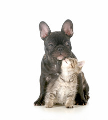 Obraz premium puppy and kitten