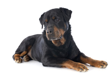 Obraz premium rottweiler