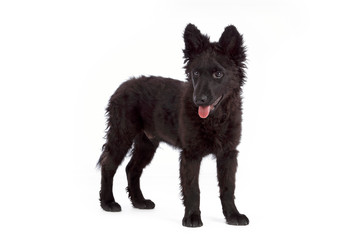 portrait chien race mudi de 3 mois debout