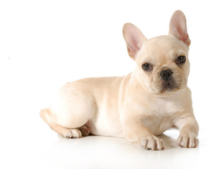 french bulldog puppy