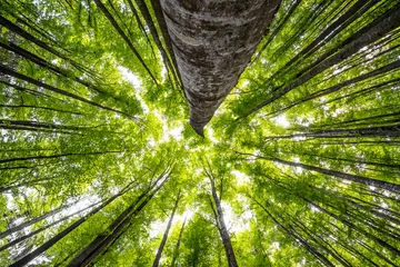 Foto auf Acrylglas Bäume große Buchen im Frühlingswald