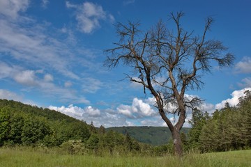 lonely old dry tree