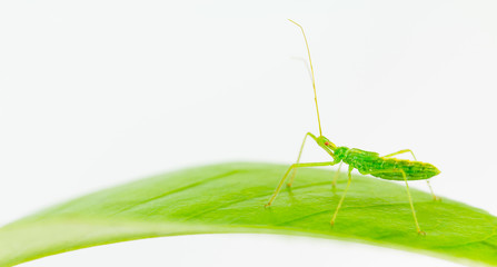 Bright green assassin insect nymph, wheel bug