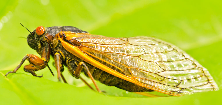 Periodic 17 Year  Orange Cicada, North Carolina