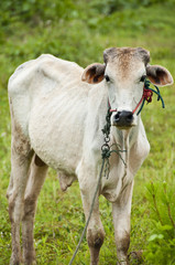 Cow in countryside, Thailand.