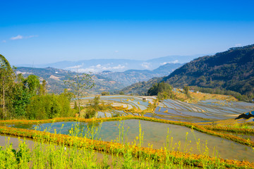 Naklejka premium terraced rice field landscape